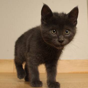 Grey Wind C71523 -  Domestic Short Hair Cat for Adoption in Minnetonka, Minnesota - Grey Wind C71523 | PetCurious