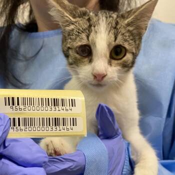 Mockingbird -  Domestic Short Hair Cat for Adoption in Charleston, West Virginia - Mockingbird | PetCurious