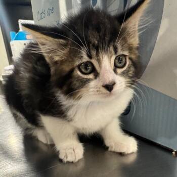 Domestic Short Hair Cats Available for Adoption in Tampa, Florida - Karter | PetCurious