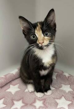 Rescue Calico Cats for Adoption - Flicker And Lucky13 (Bonded Pair) | PetCurious