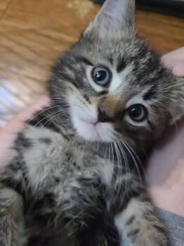 Butcher -  Domestic Short Hair Cat for Adoption in Portland, Indiana - Butcher | PetCurious