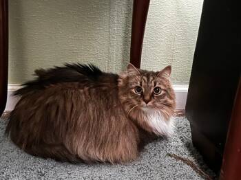 Cailie -  Domestic Short Hair Cat for Adoption in Cincinnati, Ohio - Cailie | PetCurious