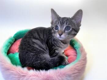 ROSE -  Domestic Short Hair Cat for Adoption in Fort Lauderdale, Florida - ROSE | PetCurious