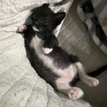 Rescue Domestic Short Hair Cats for Adoption in San Antonio, Texas - Scarlette | PetCurious