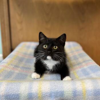 Rebel -  Domestic Medium Hair Cat for Adoption in Fargo, North Dakota - Rebel | PetCurious