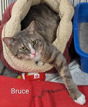 Bruce -  Domestic Short Hair Cat for Adoption in Mears, Michigan - Bruce | PetCurious