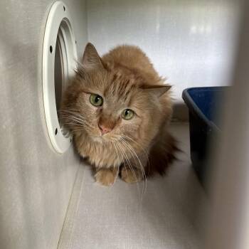 Ginger -  Domestic Medium Hair Cat for Adoption in Conway, New Hampshire - Ginger | PetCurious