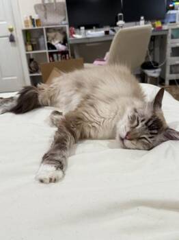 Rocky -  Siamese and Domestic Short Hair Cat for Adoption in Lawrenceville, Georgia - Rocky | PetCurious