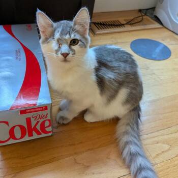 Domestic Medium Hair Cats Available for Adoption - Quint | PetCurious