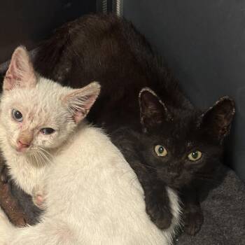 Chandler -  Domestic Short Hair Cat for Adoption in Long Beach, California - Chandler | PetCurious