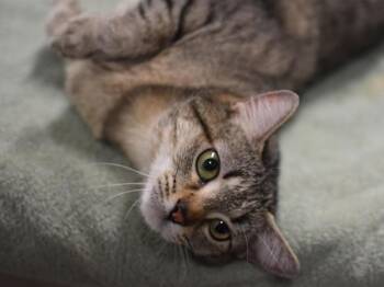 Domestic Short Hair Cats Available for Adoption in Portland, Oregon - Anaconda | PetCurious