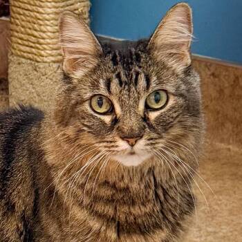 Bugsy -  Domestic Short Hair and Mixed Breed Cat for Adoption in Palm Springs, California - Bugsy | PetCurious