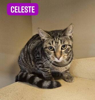 Celeste Shewman -  Domestic Short Hair Cat for Adoption in Stowe, Pennsylvania - Celeste Shewman | PetCurious