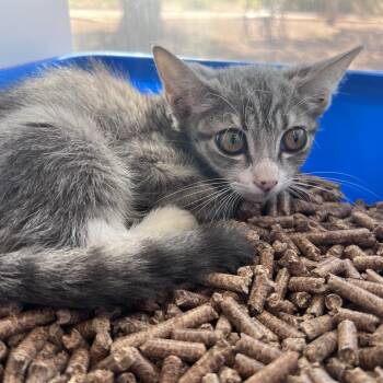 Lychee -  Domestic Short Hair Cat for Adoption in Kanab, Utah - Lychee | PetCurious