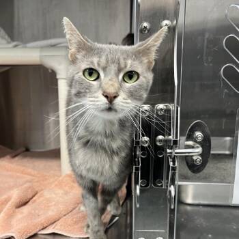 X-up -  Domestic Short Hair Cat for Adoption in Fort Wayne, Indiana - X-up | PetCurious