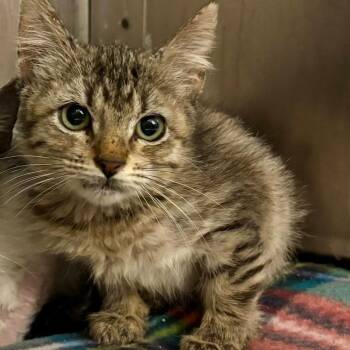 Teachers Pet -  Domestic Short Hair Cat for Adoption in Austin, Texas - Teachers Pet | PetCurious