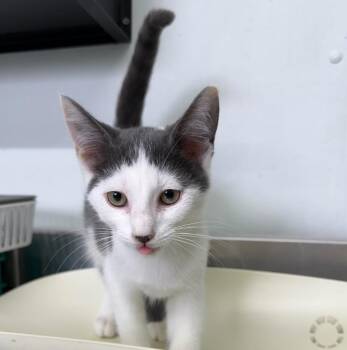 Dopey -  Domestic Short Hair Cat for Adoption in Lagrange, Indiana - Dopey | PetCurious