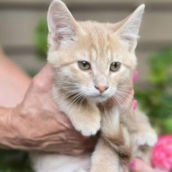 Larry C71008 -  Domestic Short Hair Cat for Adoption in Minnetonka, Minnesota - Larry C71008 | PetCurious