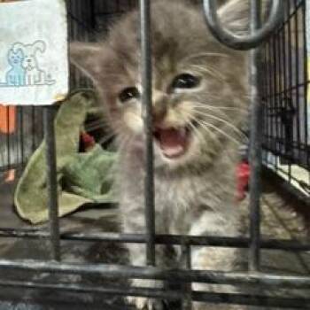 Munchkin C12291 -  Domestic Short Hair Cat for Adoption - Munchkin C12291 | PetCurious
