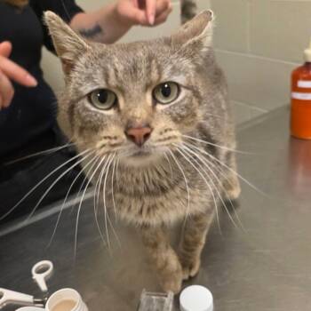 Sir Galahad -  Domestic Short Hair Cat for Adoption in Bristol, Indiana - Sir Galahad | PetCurious