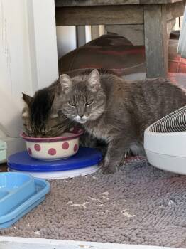 Belle -  Domestic Medium Hair Cat for Adoption in Danville, California - Belle | PetCurious