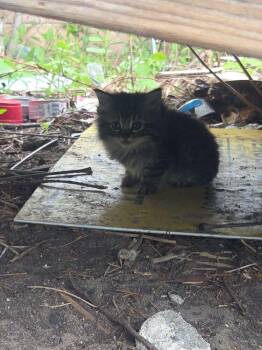 Mouse -  Domestic Short Hair Cat for Adoption in Oak Park, Michigan - Mouse | PetCurious