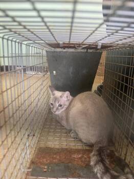 Hardy Feral 1 -  Domestic Short Hair Cat for Adoption in New Braunfels, Texas - Hardy Feral 1 | PetCurious