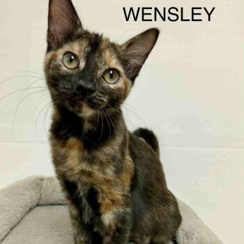 Rescue Tortoiseshell Cats for Adoption in Rushville, Illinois - Wensley | PetCurious
