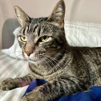 McGee -  Tabby Cat for Adoption in Medford, Massachusetts - McGee | PetCurious