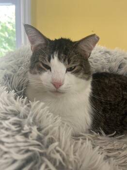 Ruskin -  Domestic Short Hair Cat for Adoption in Broomall, Pennsylvania - Ruskin | PetCurious
