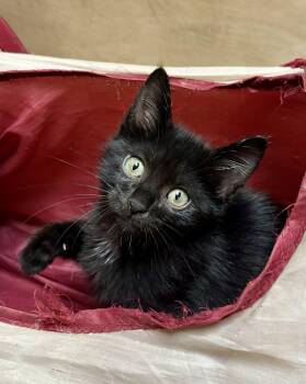 Darla -  Domestic Short Hair Cat for Adoption in Wayne, New Jersey - Darla | PetCurious