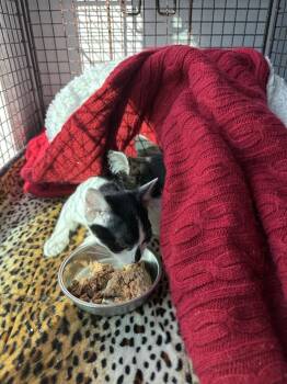 Sunny -  Domestic Short Hair Cat for Adoption in Danville, California - Sunny | PetCurious