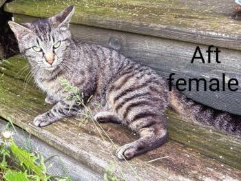 Rescue Domestic Short Hair Cats for Adoption in Binghamton, New York - Aft | PetCurious