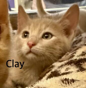 Clay -  Domestic Short Hair Cat for Adoption in Owasso, Oklahoma - Clay | PetCurious