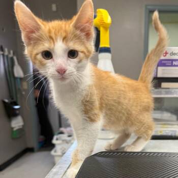 Mini Georgie -  Domestic Short Hair Cat for Adoption in Spokane, Washington - Mini Georgie | PetCurious