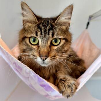 Domestic Medium Hair Cats Available for Adoption - Samantha (bonded W/ Francis) | PetCurious