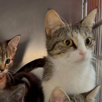 Sequoia -  Domestic Short Hair Cat Available for Adoption in Los Angeles, California - Sequoia | PetCurious