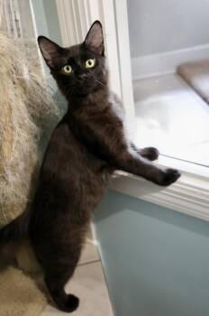 Rescue Domestic Long Hair and Domestic Short Hair Cats for Adoption in Hastings, Minnesota - Rex | PetCurious