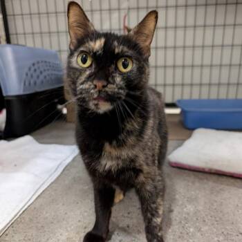 Shrimp -  Domestic Short Hair Cat for Adoption in Columbus, Ohio - Shrimp | PetCurious