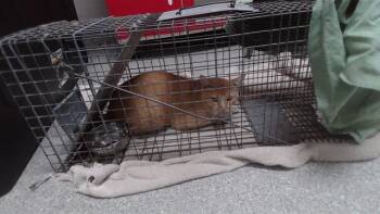 A186285 -  Domestic Short Hair Cat for Adoption in Pasadena, Texas - A186285 | PetCurious