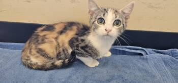 Rescue Domestic Short Hair Cats for Adoption in Powder Springs, Georgia - Dice | PetCurious