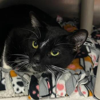 Domestic Short Hair Cats Available for Adoption in Walnut Creek, California - Histamine | PetCurious