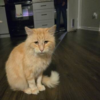Maine Coon and Domestic Medium Hair Cats Available for Adoption in Carmel, Indiana - Buster Bones @ Pawz Pet Cafe | PetCurious
