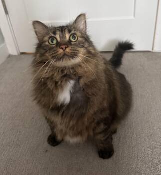 Domestic Medium Hair Cats Available for Adoption in Sterling Heights, Michigan - Sweetie | PetCurious