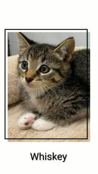 Whiskey -  Domestic Short Hair Cat for Adoption in Caistor Centre, Ontario - Whiskey | PetCurious