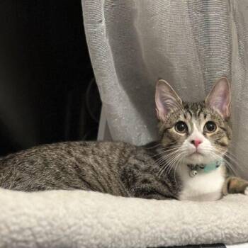 Nick -  Tabby and Domestic Short Hair Cat for Adoption in Edmond, Oklahoma - Nick | PetCurious
