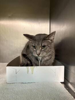 Domestic Short Hair Cats Available for Adoption - NERA | PetCurious