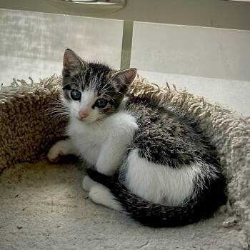 Domestic Medium Hair Cats Available for Adoption in San Pablo, California - Ivy | PetCurious