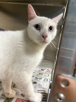 26-0563 "Dale" -  Domestic Short Hair Cat for Adoption in Leavenworth, Kansas - 26-0563 "Dale" | PetCurious