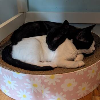 Rescue Domestic Short Hair Cats for Adoption in Portland, Oregon - Freya And Hathor (bonded Sisters) | PetCurious